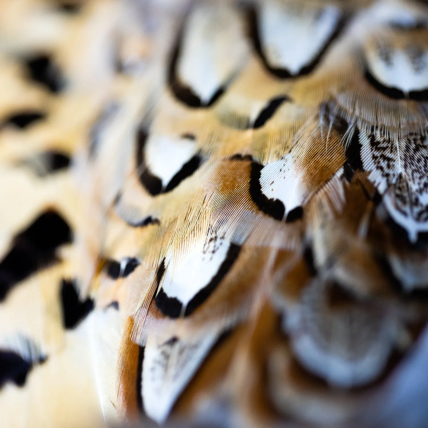 Pleasant Pheasant