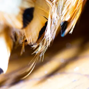 Quills In Vogue